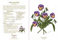 Multi-colored Viola